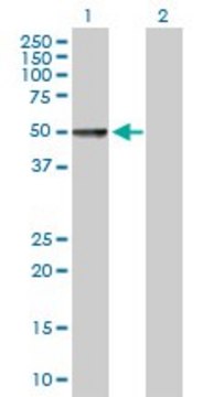 Anti-CHRDL1 antibody produced in mouse purified immunoglobulin, buffered aqueous solution