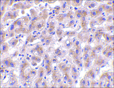 Anti-OMI (ab1) antibody produced in rabbit affinity isolated antibody, buffered aqueous solution