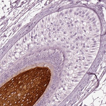 Anti-KRT81 antibody produced in rabbit Prestige Antibodies&#174; Powered by Atlas Antibodies, affinity isolated antibody