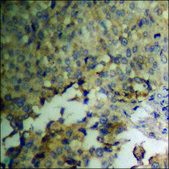 Anti-phospho-PEA-15 (pSer116) antibody produced in rabbit affinity isolated antibody