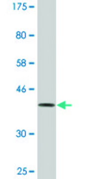 Monoclonal Anti-DOCK4, (C-terminal) antibody produced in mouse clone 3E7, ascites fluid