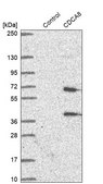 Anti-CDCA8 antibody produced in rabbit Prestige Antibodies® Powered by Atlas Antibodies, affinity isolated antibody, buffered aqueous glycerol solution