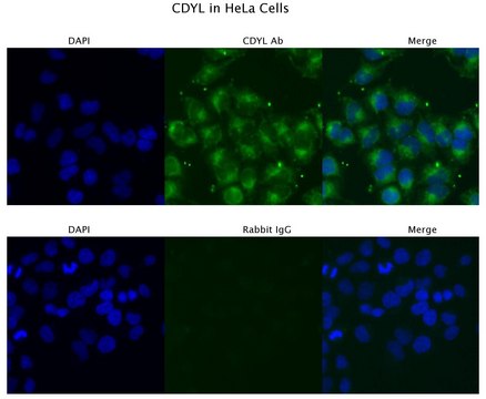 Anti-CDYL, (N-terminal) antibody produced in rabbit affinity isolated antibody