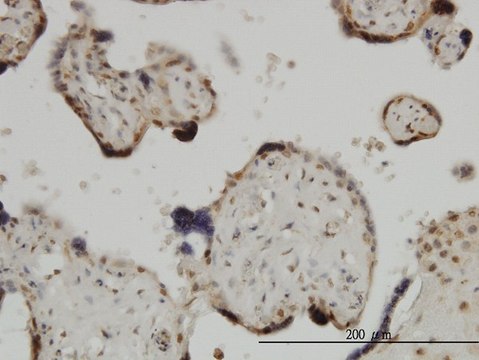 Monoclonal Anti-ZIC4 antibody produced in mouse clone 1A9, purified immunoglobulin, buffered aqueous solution