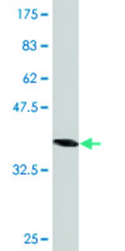 Monoclonal Anti-AHCYL1, (N-terminal) antibody produced in mouse clone 1B3, purified immunoglobulin, buffered aqueous solution