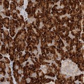 Anti-NXT2 antibody produced in rabbit Prestige Antibodies® Powered by Atlas Antibodies, affinity isolated antibody, buffered aqueous glycerol solution