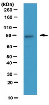 Anti-LGN Antibody serum, from rabbit