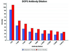 Anti-DCP2 (C-terminal) antibody produced in rabbit ~1 mg/mL, affinity isolated antibody, buffered aqueous solution