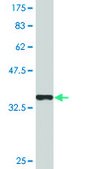 Monoclonal Anti-ZIC4 antibody produced in mouse clone 4F3, purified immunoglobulin, buffered aqueous solution
