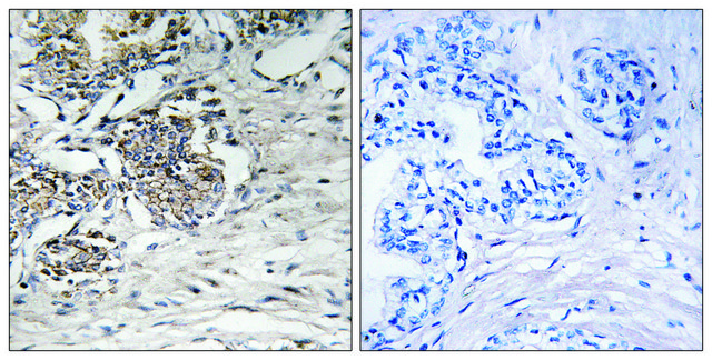 Anti-Claudin 7 antibody produced in rabbit affinity isolated antibody