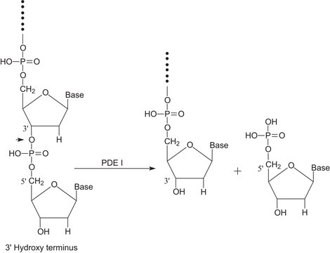 磷酸二酯酶I 来源于东部菱背响尾蛇 毒液 Type VI, crude dried venom