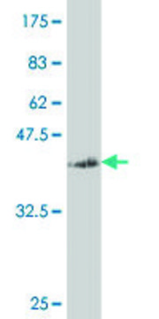 ANTI-SMAD4 antibody produced in mouse clone 3H1, purified immunoglobulin, buffered aqueous solution