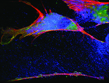Monoclonal Anti-Vinculin antibody produced in mouse clone hVIN-1, ascites fluid