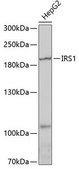Anti-IRS1 antibody produced in rabbit