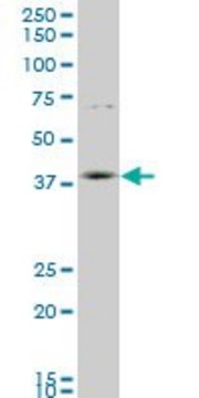 Monoclonal Anti-HOXD11 antibody produced in mouse clone 6D8, purified immunoglobulin, buffered aqueous solution