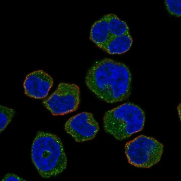 Anti-Hck Antibody Produced In Rabbit Prestige Antibodies&#174; Powered by Atlas Antibodies, affinity isolated antibody, buffered aqueous glycerol solution