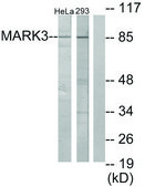 Anti-MARK3 antibody produced in rabbit affinity isolated antibody