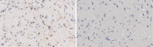 Anti-NG2 Antibody, clone 132.38 ZooMAb® Mouse Monoclonal recombinant, expressed in HEK 293 cells