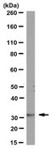 Anti-Pax-9 Antibody, clone 7C2 (P9C23) clone 7C2 (P9C23), from rat