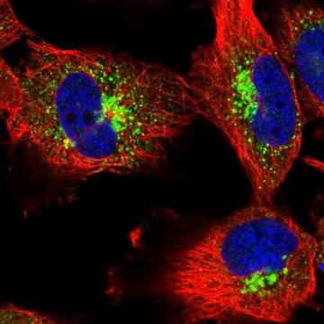 Anti-LMX1A antibody produced in rabbit Prestige Antibodies&#174; Powered by Atlas Antibodies, affinity isolated antibody, buffered aqueous glycerol solution, ab1