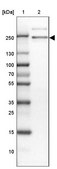 Anti-ARHGEF40 antibody produced in rabbit Prestige Antibodies® Powered by Atlas Antibodies, affinity isolated antibody, buffered aqueous glycerol solution, ab2