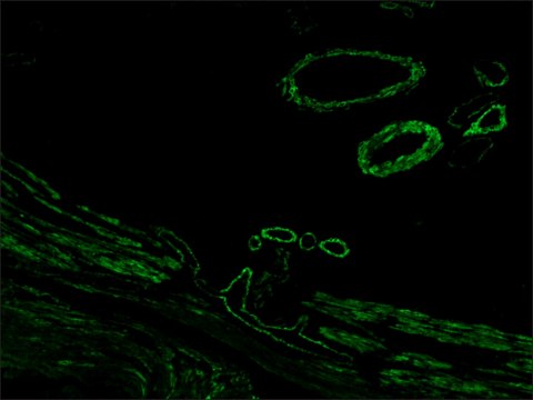 Anti-Mouse IgG (Fab specific)&#8722;FITC antibody produced in goat affinity isolated antibody, buffered aqueous solution