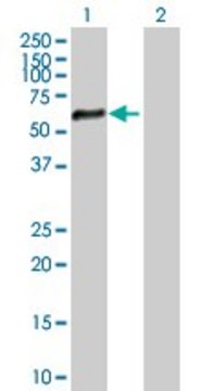 Anti-ZNF34 antibody produced in mouse purified immunoglobulin, buffered aqueous solution