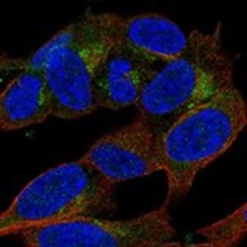 Anti-APBA2 antibody produced in rabbit Prestige Antibodies&#174; Powered by Atlas Antibodies, affinity isolated antibody, buffered aqueous glycerol solution