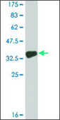 Monoclonal Anti-COL9A3 antibody produced in mouse clone 2B5, ascites fluid