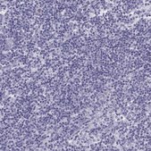 Anti-SEMG1 Prestige Antibodies® Powered by Atlas Antibodies, affinity isolated antibody