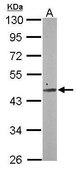Anti-SMCR7 antibody produced in rabbit affinity isolated antibody, buffered aqueous solution