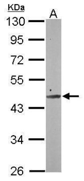 Anti-SMCR7 antibody produced in rabbit affinity isolated antibody, buffered aqueous solution