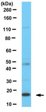 Anti-FUNDC1 Antibody serum, from rabbit