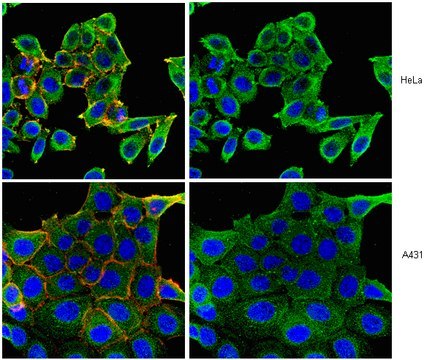 Anti-Numb Antibody, clone 6G10.1 clone 6G10.1, from mouse