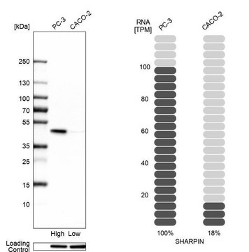 Anti-SHARPIN antibody produced in rabbit Prestige Antibodies&#174; Powered by Atlas Antibodies, affinity isolated antibody, buffered aqueous glycerol solution