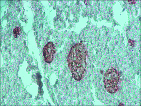 Anti-Chromogranin A antibody produced in rabbit affinity isolated antibody