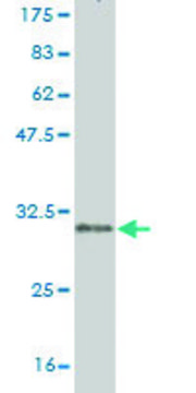 Monoclonal Anti-CLDN2 antibody produced in mouse clone 3F1, purified immunoglobulin, buffered aqueous solution