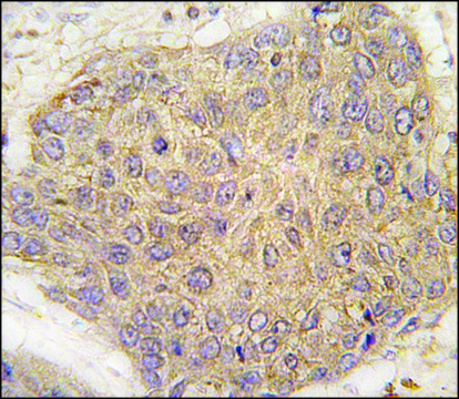 Anti-TARS2 (N-term) antibody produced in rabbit saturated ammonium sulfate (SAS) precipitated, buffered aqueous solution