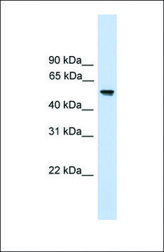 Anti-FZR1, (N-terminal) antibody produced in rabbit affinity isolated antibody