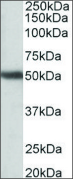 Anti-GPR83 (N-terminal) antibody produced in goat affinity isolated antibody, buffered aqueous solution