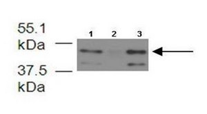 Anti-FECH (Ab2) antibody produced in rabbit IgG fraction of antiserum