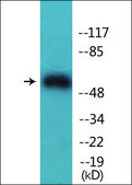 Anti-phospho-Akt1 (pThr450) antibody produced in rabbit affinity isolated antibody