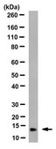 Anti-Microglobulin beta2 Antibody, clone BBM.1 clone BBM.1, from mouse