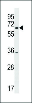 ANTI-SRRM3 (CENTER) antibody produced in rabbit affinity isolated antibody, buffered aqueous solution