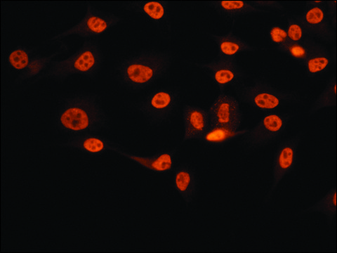 Anti-NONO (C-terminal) antibody produced in rabbit ~1.0&#160;mg/mL, affinity isolated antibody, buffered aqueous solution