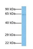 Anti-CBLL1 antibody produced in rabbit IgG fraction of antiserum