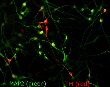 Human Midbrain Dopaminergic Neurons Human iPSC line, Fully differentiated, Healthy Male Control (no known neurological disorders), Cryopreserved