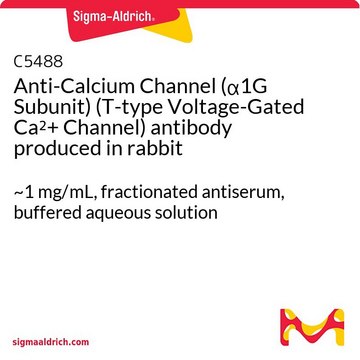 Anti-Calcium Channel (&#945;1G Subunit) (T-type Voltage-Gated Ca2+ Channel) antibody produced in rabbit ~1&#160;mg/mL, fractionated antiserum, buffered aqueous solution