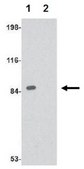 Anti-RIM 2 Antibody from rabbit, purified by affinity chromatography