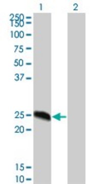 Monoclonal Anti-MGC16186 antibody produced in mouse clone 8G4, purified immunoglobulin, buffered aqueous solution